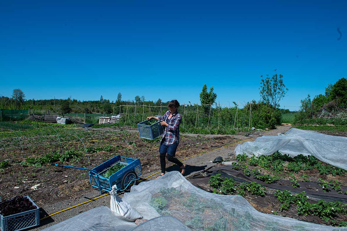 Organic farming in Alunda, Uppsala, Sweden