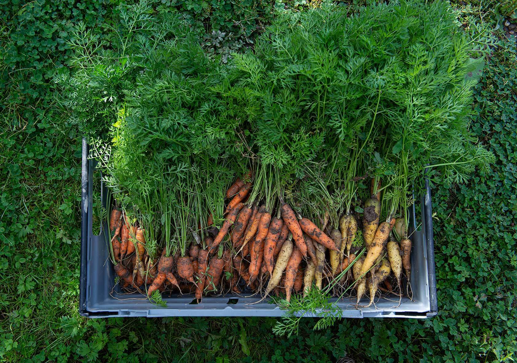 A crate of carrots